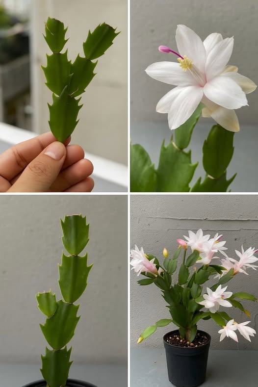 Mindenkinek vannak ezek a tabletták a gyógyszeres szekrényében, és bármelyik orchideát megmenthetik: nem fogják megakadályozni a rügyhullást!